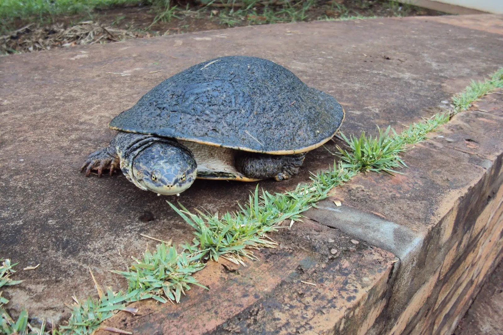 Parque Ecológico Do Anhanduí