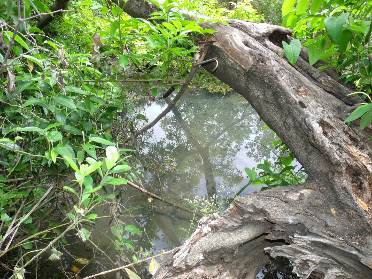 Parque Ecológico Do Anhanduí