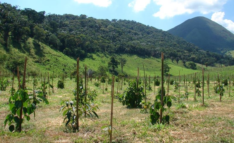 Dez Regras para Restauração de Ecossistemas: Novo Guia Científico