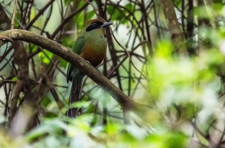 Juruva é oficializada como ave símbolo da Mata Atlântica em MS