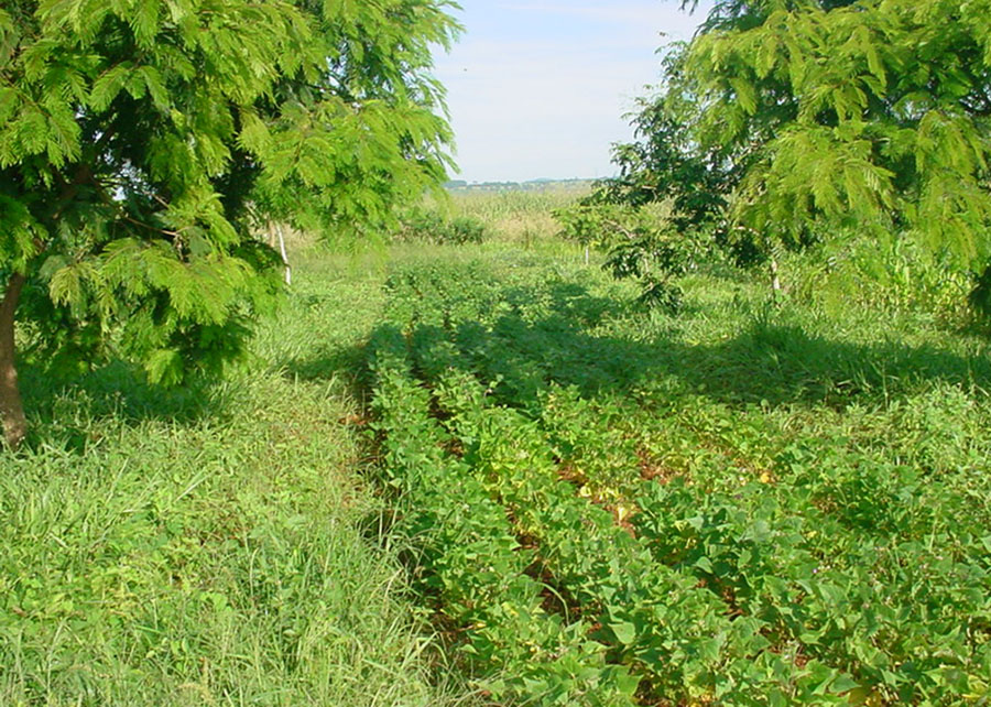 Sistema agroflorestal dobra carbono no solo e mantém produção de feijão no Cerrado