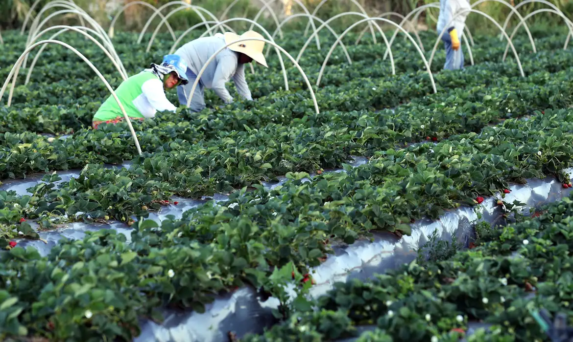 Novo programa destaca a importância da agricultura familiar no Brasil