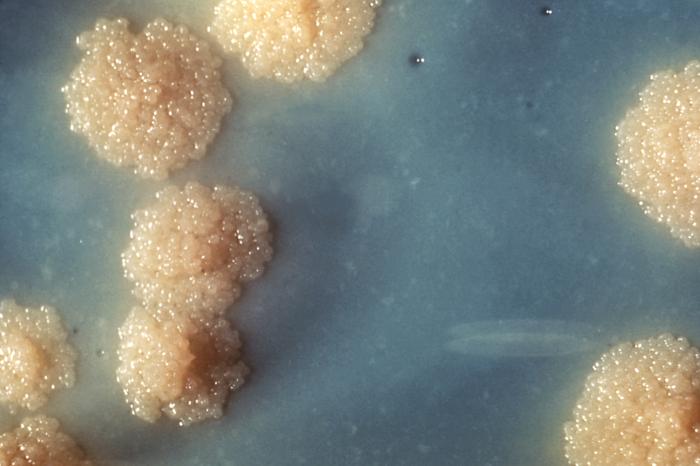 Nanopartícula de ferro elimina tuberculose em camundongos em 30 dias