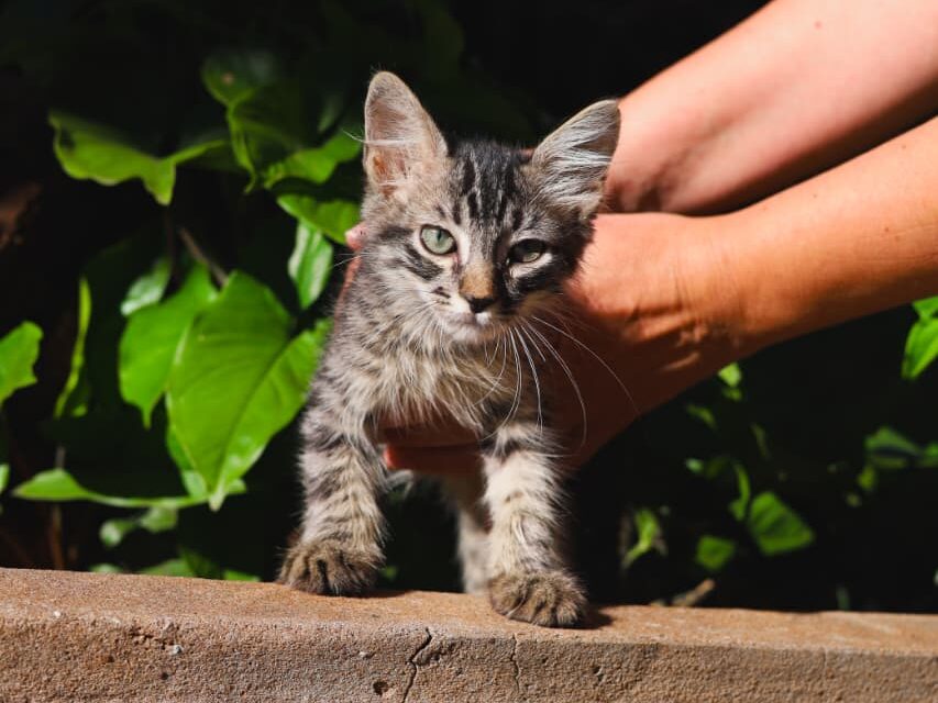 Subea cancela adoção de pets na Praça da Bolívia devido ao frio