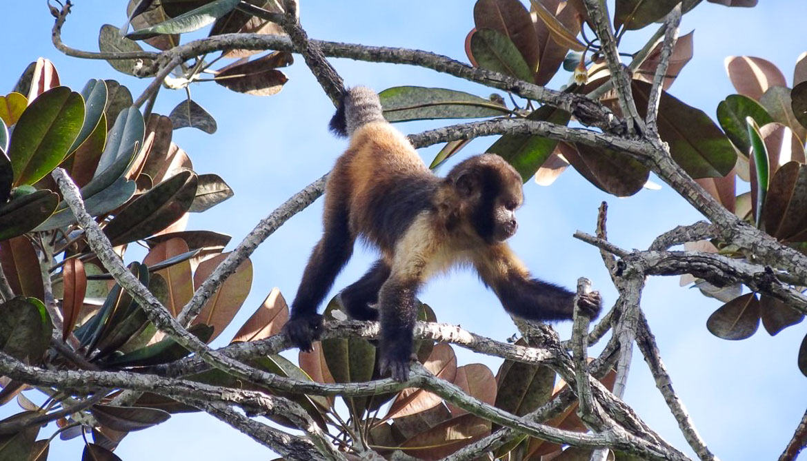 ‘Paisagem do medo’ faz macacos e elefantes restringirem rotas para evitar caçadores