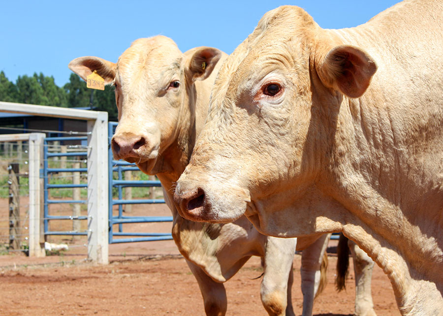 Selo Canchim on Dairy impulsiona cruzamento para carne e leite de qualidade