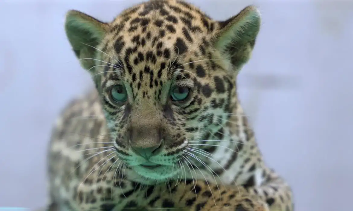 Onça-pintada nascida no BioParque Vale Amazônia recebe nome Xingu