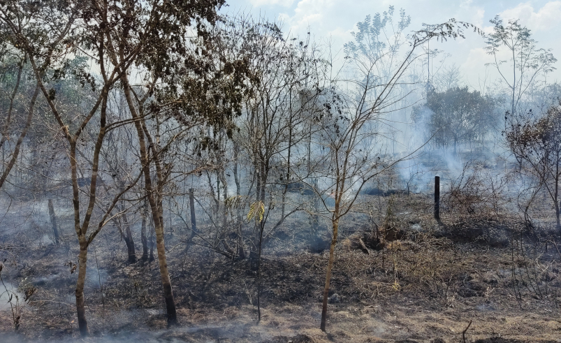 Secas Prolongadas e Alterações nas Chuvas Ameaçam a Amazônia, Revelam Pesquisas
