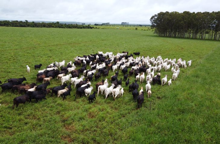 Iagro alerta sobre risco de hipotermia em rebanhos com frente fria
