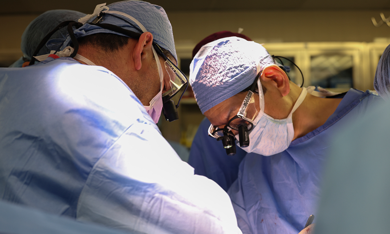 Estudo revela resposta imune em transplante de rim de porco em humano