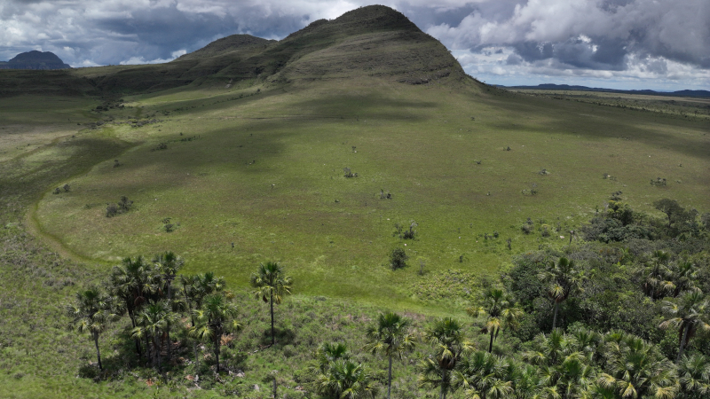 Áreas úmidas do Cerrado armazenam mais carbono que florestas da Amazônia