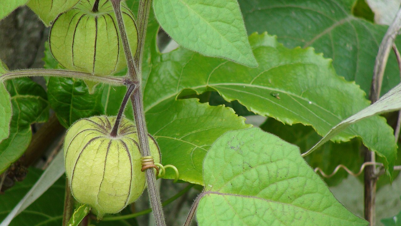 Inovação em Saúde e Alimentação: Nova Rede Explora Biodiversidade Brasileira