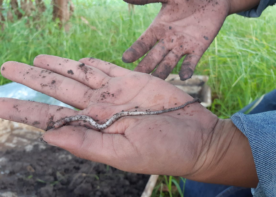 Dupla descoberta de minhocas revela biodiversidade em sistemas agrícolas no Brasil