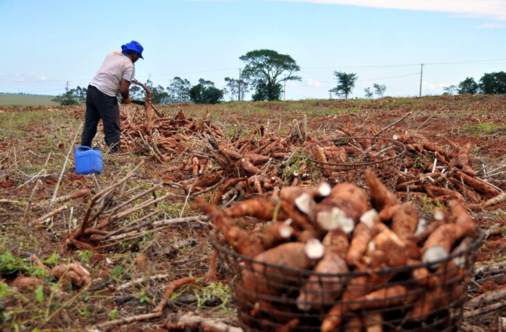 Lavouras de mandioca acima de meio hectare devem ser cadastradas no MS Agrodata