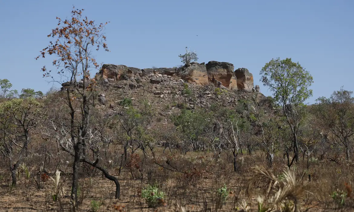 IA identifica terras agrícolas abandonadas para restauração no Cerrado