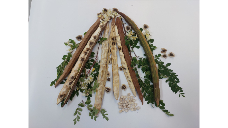 Semente de moringa pode eliminar microplásticos da água potável