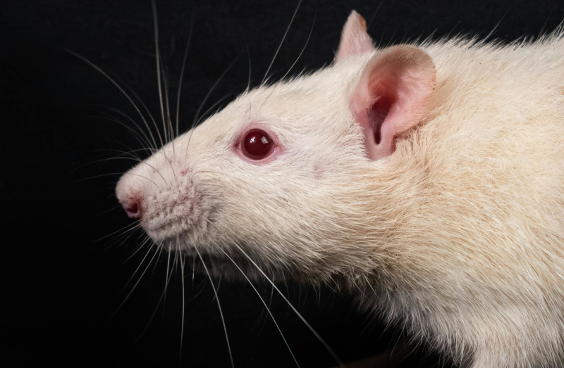 Amamentação influencia microbiota e pode prevenir hipertensão na infância