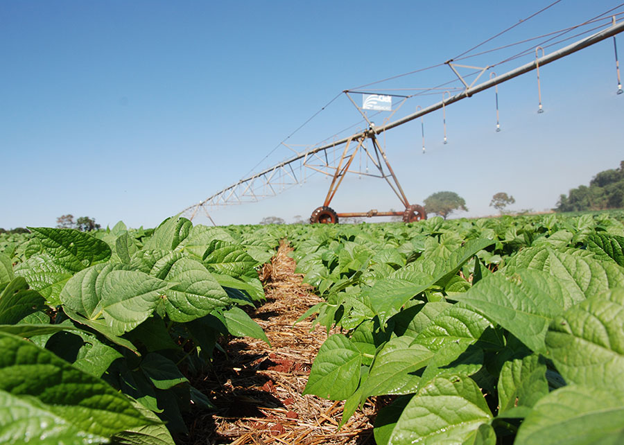 Inoculante BiomaPhos eleva produtividade do feijão no Cerrado em 17%