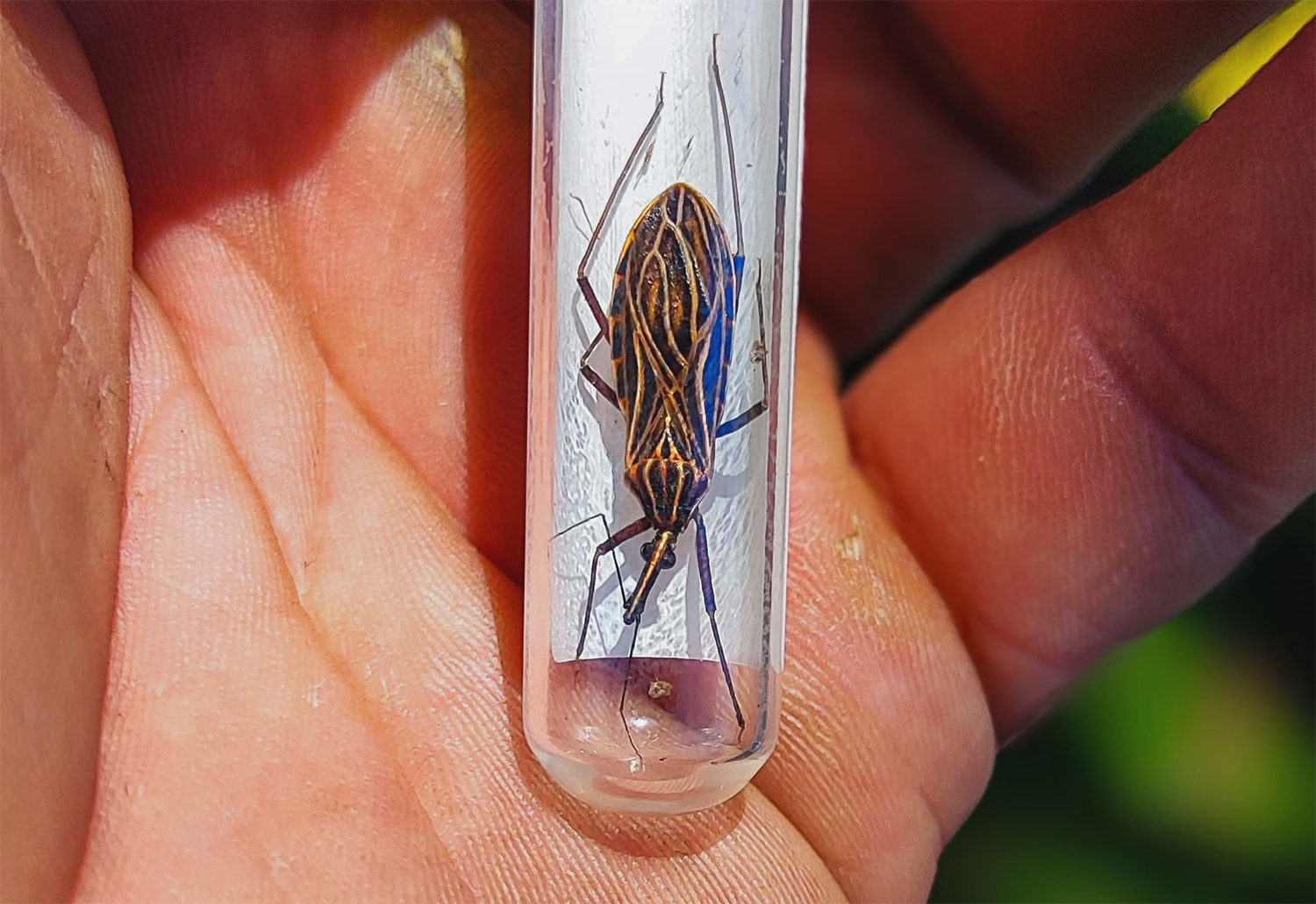 Desmatamento na Amazônia Aumenta Risco de Doenças como Chagas e Leishmaniose