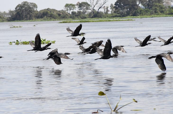 Pantanal: refúgio vital para 190 espécies de aves migratórias no Brasil