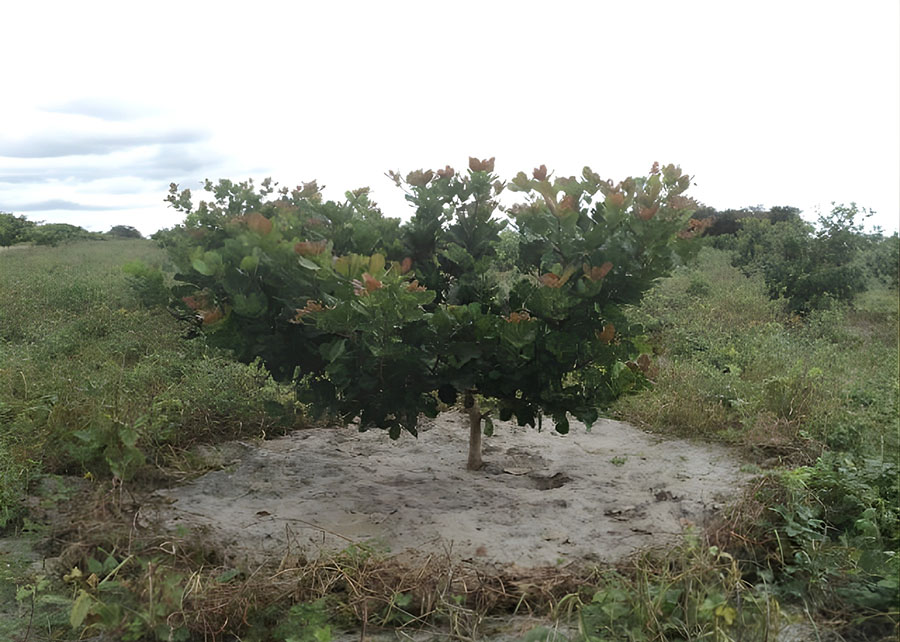 Nova adubação reduz custos e torna cultivo do cajueiro mais sustentável