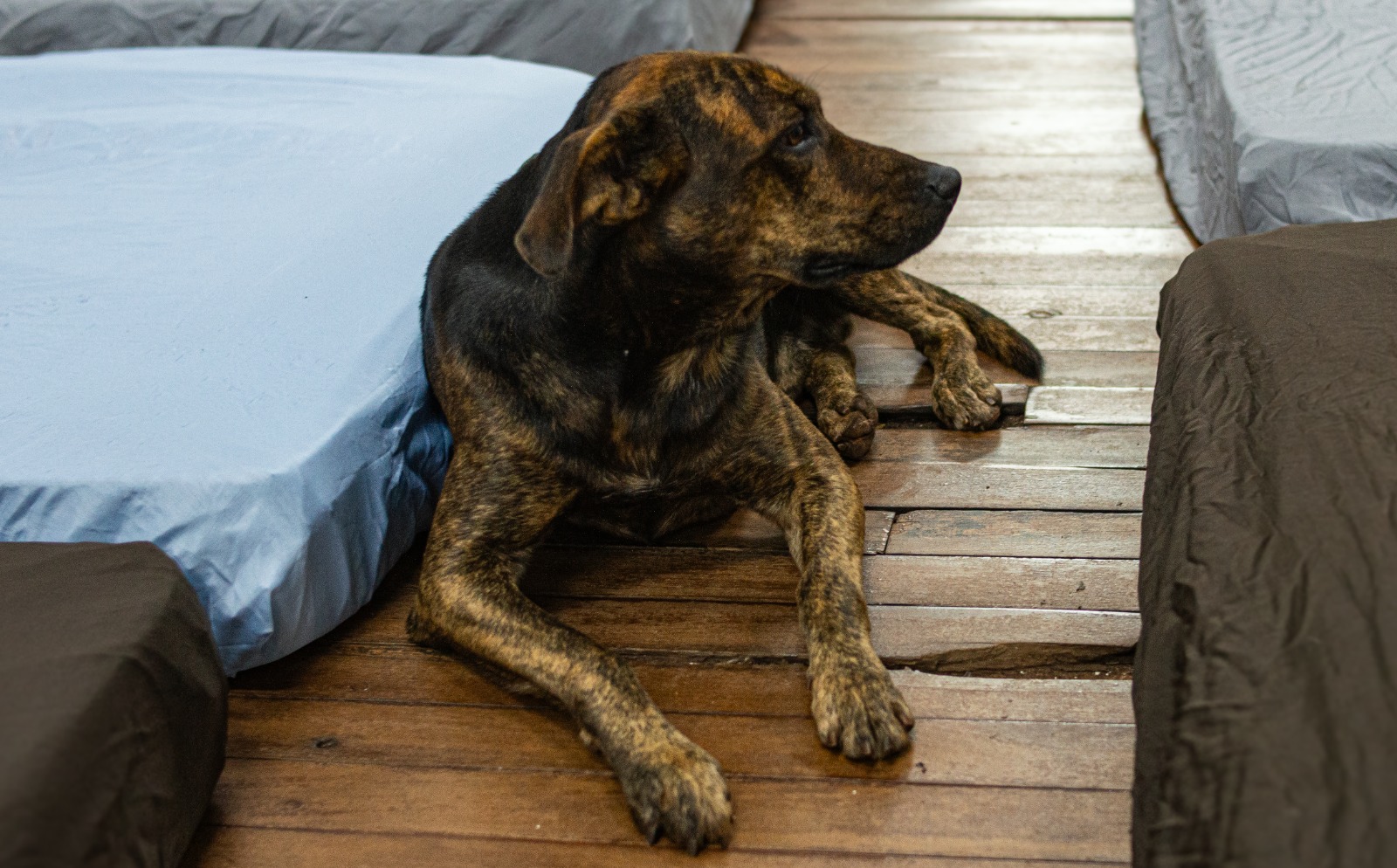 Campanha Cobertor Pet busca aquecer animais em vulnerabilidade em MS