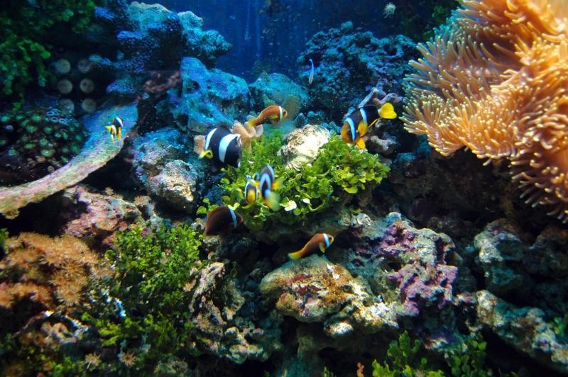 FAPESP apoia projetos internacionais sobre oceanos e biodiversidade marinha