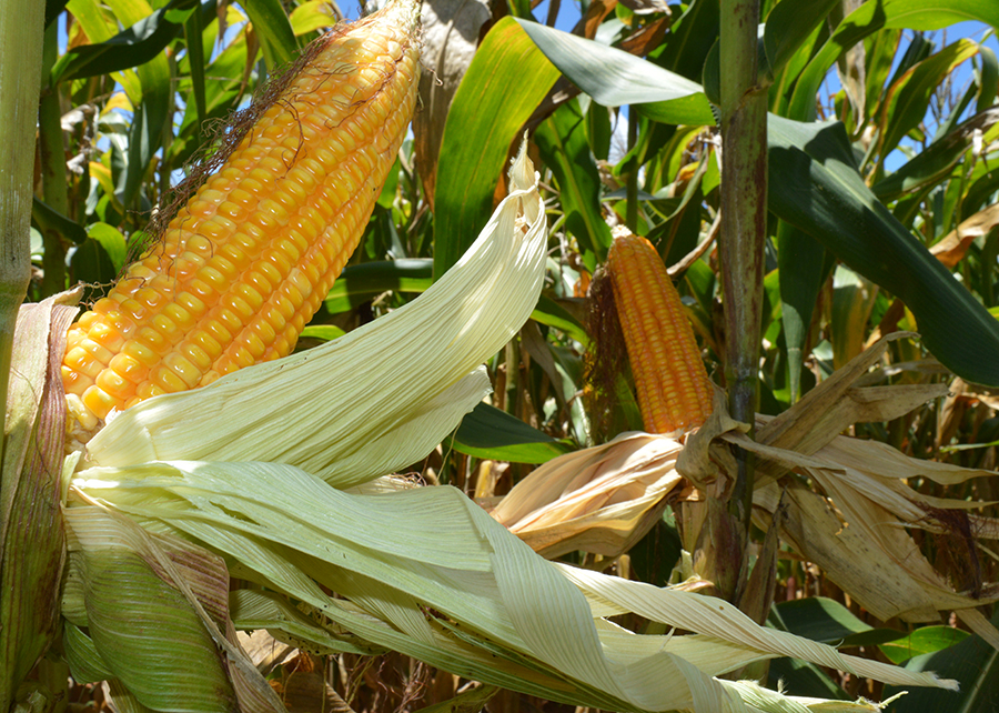 Embrapa lança selos para milho e sorgo com baixa emissão de carbono