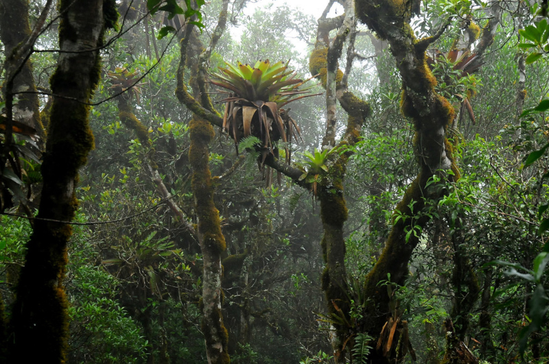 Bromélias impulsionam diversidade vegetal ao enriquecer o solo na floresta