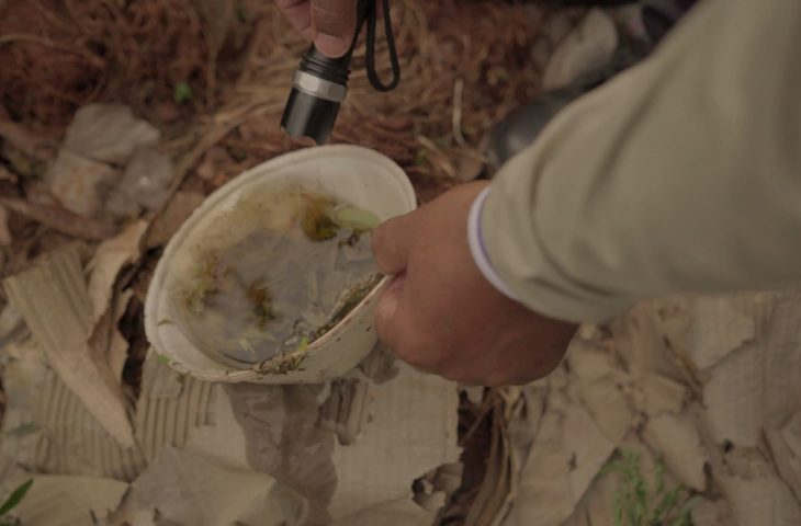 Mato Grosso do Sul registra 4.342 casos de chikungunya em 2026
