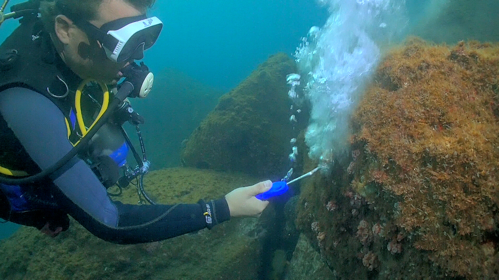 Novo método remove coral invasor com mais eficiência