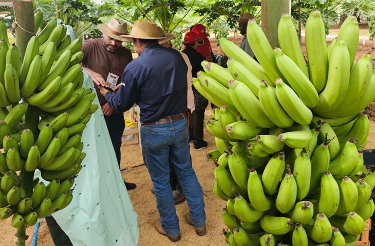 De fracasso a sucesso: a trajetória de Rafael na agricultura familiar