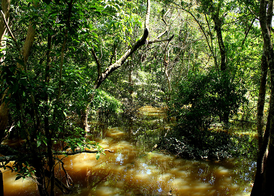 Nova espécie de fungo amazônico promete avanços na agricultura e medicina