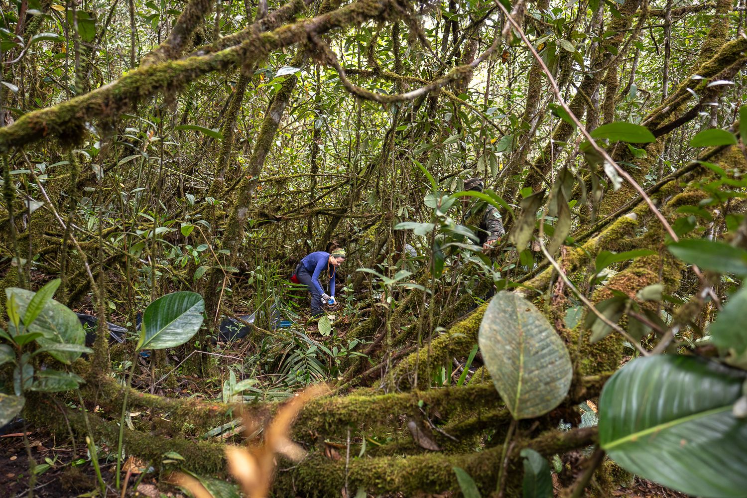 Expedição Científica Revela Biodiversidade no Alto da Amazônia