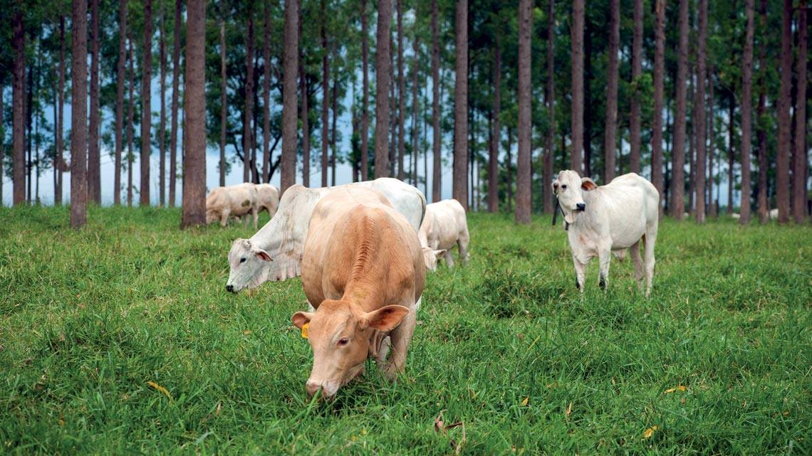 Aumento de Pesquisas sobre Produção Animal e Clima: Desafios e Soluções
