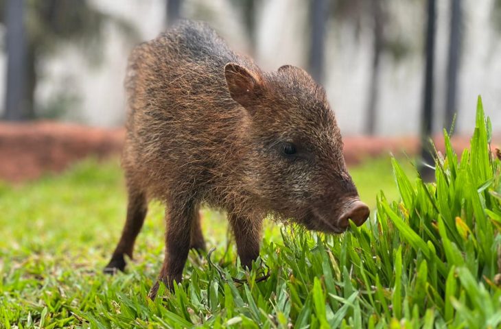 Flora, cateto resgatado, ganha novo lar no Bioparque Pantanal