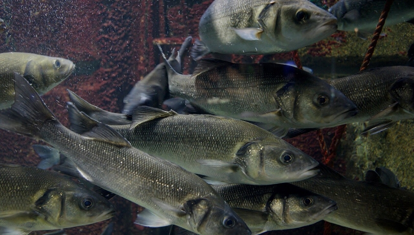 Efeito do aquecimento global na reprodução de peixes pode ser reversível