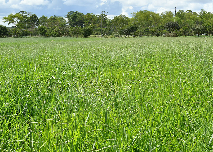 Embrapa lança BRS Carinás, nova braquiária para o Cerrado com alta produtividade
