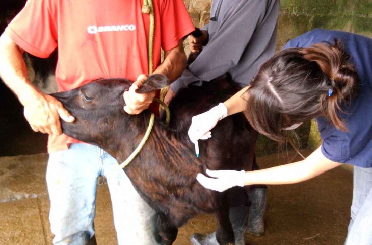 Iagro mantém prazos de vacinação contra brucelose em Mato Grosso do Sul