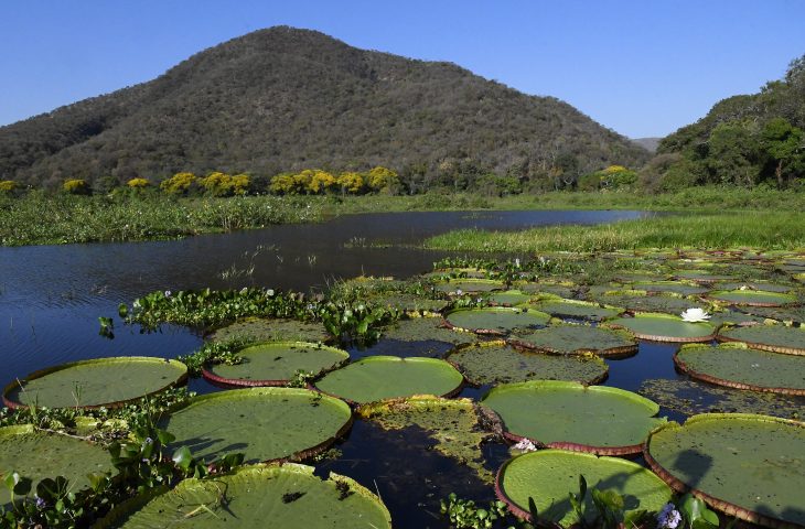 Mato Grosso do Sul lidera governança climática com metas ambiciosas