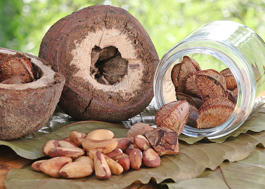 Castanha-do-Brasil vira base para hambúrguer e quibe vegetais