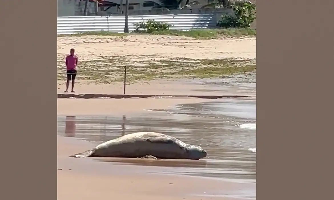 Elefante-marinho Leôncio é encontrado morto em Alagoas após desaparecimento
