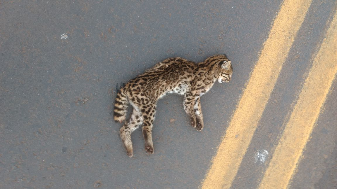Estudo revela fungos patogênicos em animais selvagens no Brasil