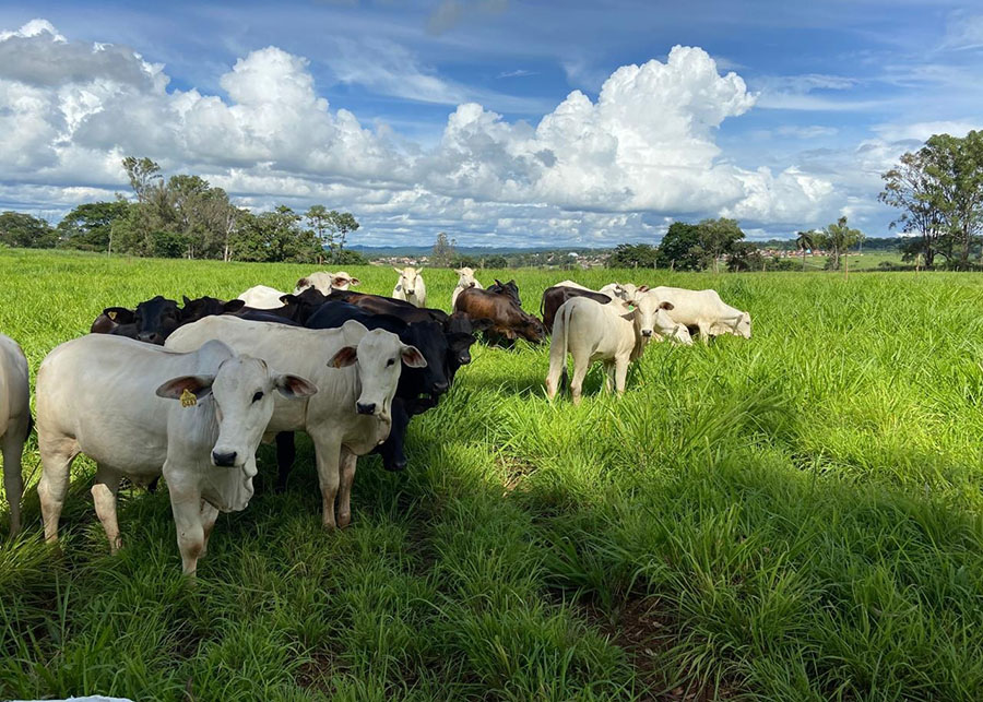 Inteligência Artificial Revoluciona Controle de Plantas Daninhas na Agricultura
