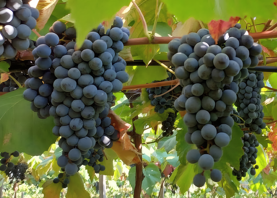 Embrapa lança uvas BRS Lis e BRS Antonella para sucos e vinhos