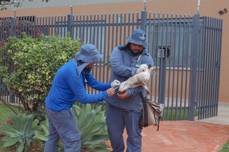 Vacinação antirrábica visita três bairros de Campo Grande nesta quinta-feira