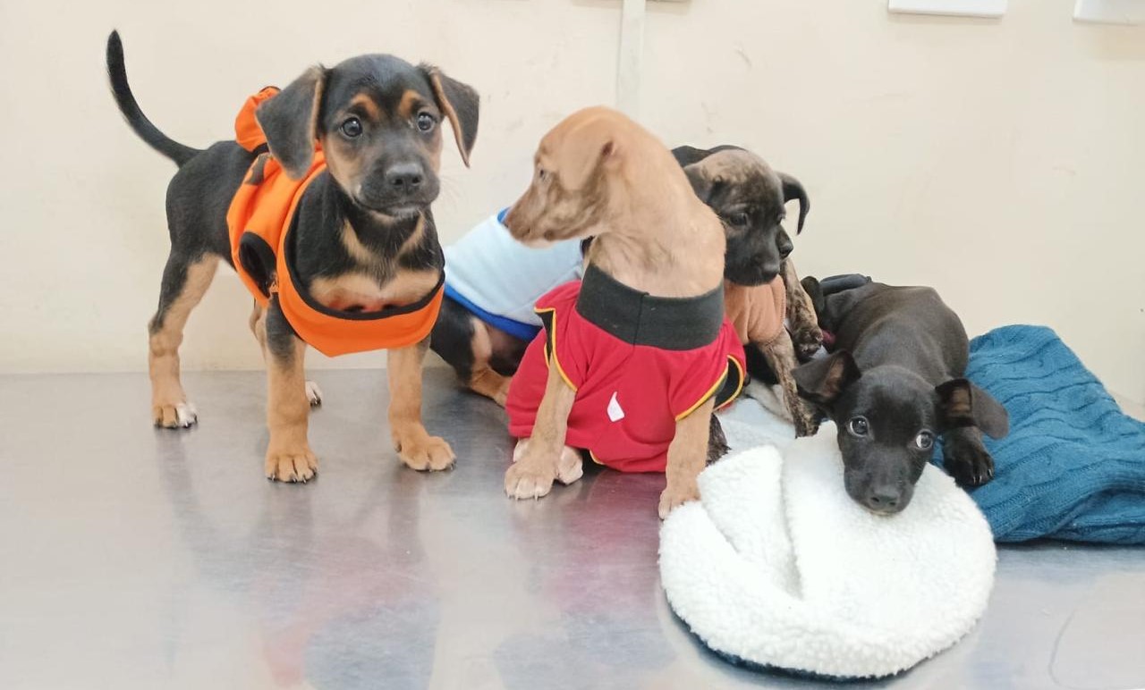 Consultório Móvel da Subea oferece atendimento veterinário gratuito na Vila Serradinho