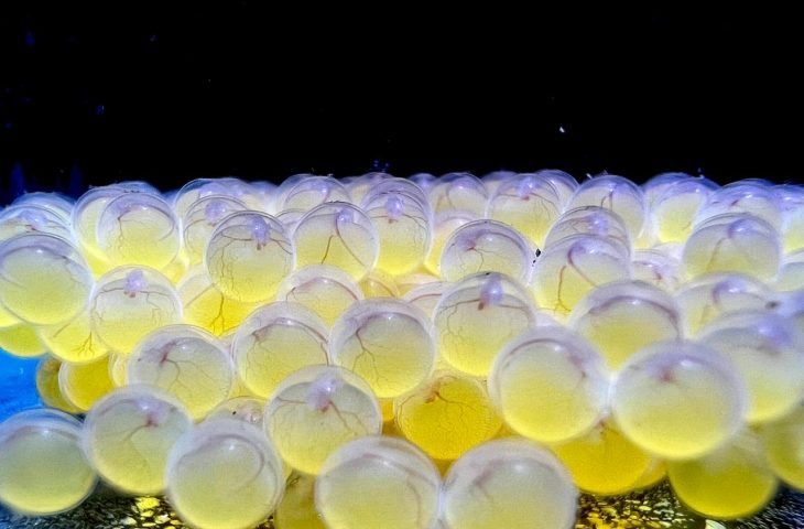 Bioparque Pantanal alcança 100 espécies reproduzidas em cativeiro