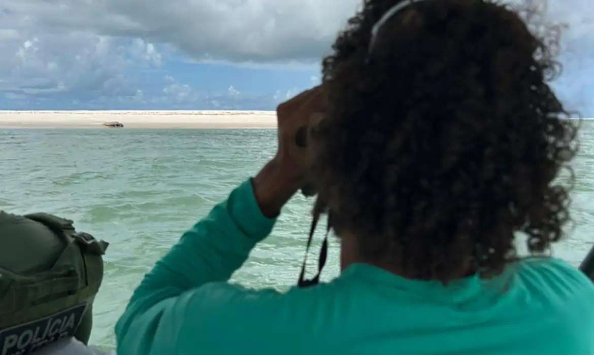 Elefante-marinho reaparece no litoral sul de Alagoas após sumiço