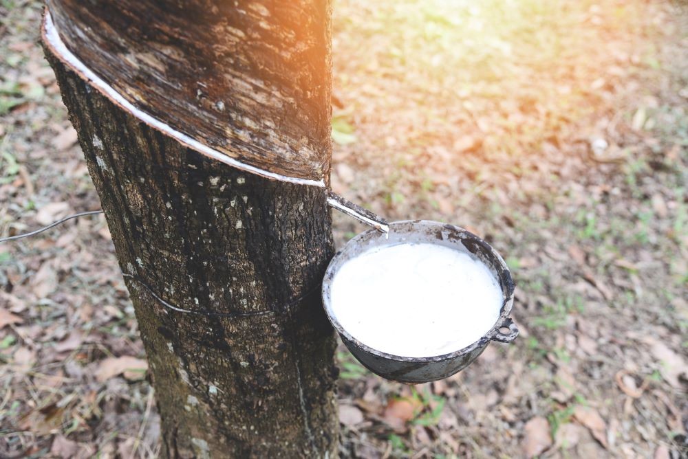 Estudo revela erro crítico na produção de látex em seringueiras clonadas